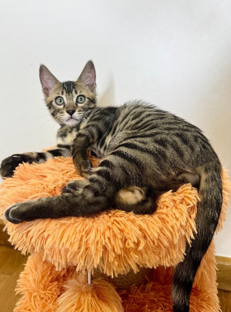 Hele lieve Bengaal kitten| geteste oudes| heel aanhankelijk, Meerdere dieren, Kortharig, 0 tot 2 jaar