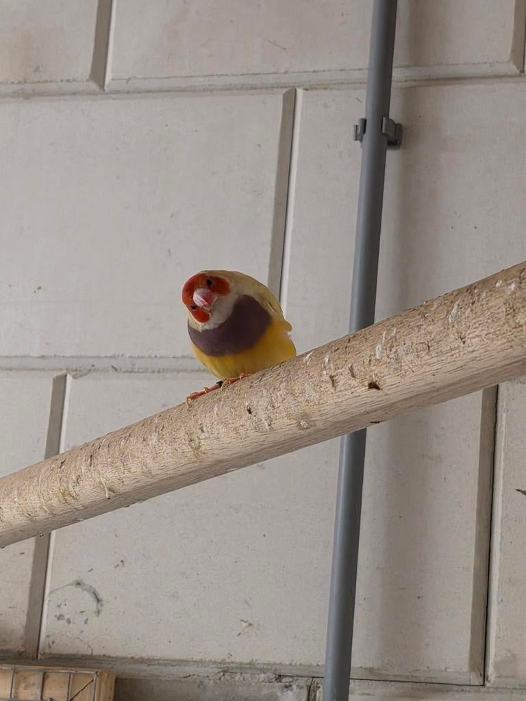 Gouldamadine pop, Dieren en Toebehoren, Vrouwelijk, Geringd