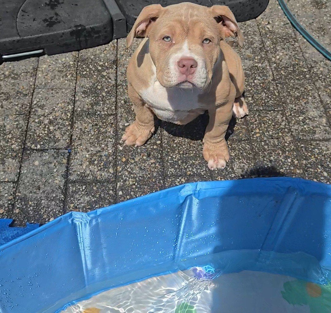 American Pocket Bully meisje met ABKC stamboom, Dieren en Toebehoren, Parvo, 15 weken tot 1 jaar, Overige rassen, Teef