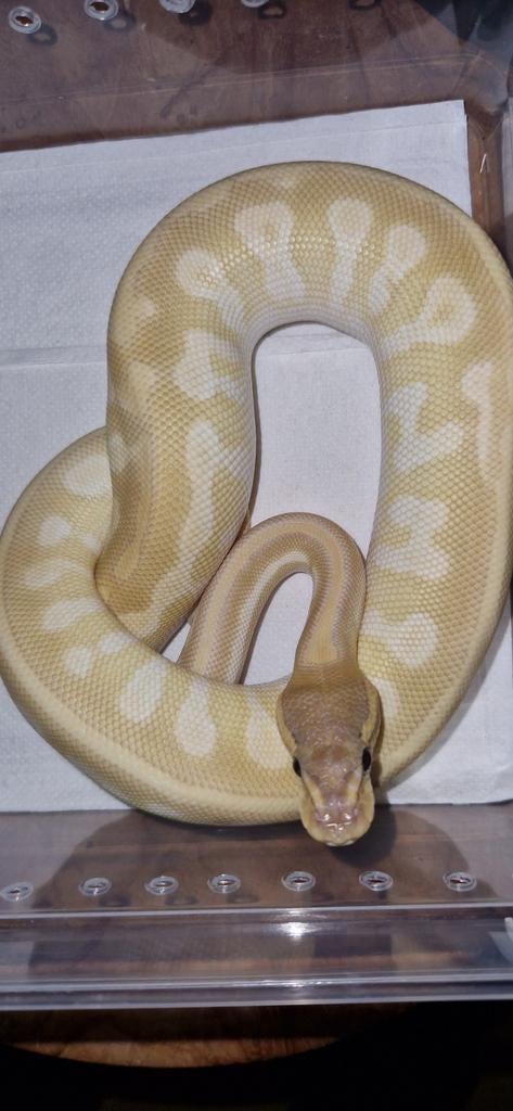 Banana butter vanillia, Slang, 0 tot 2 jaar