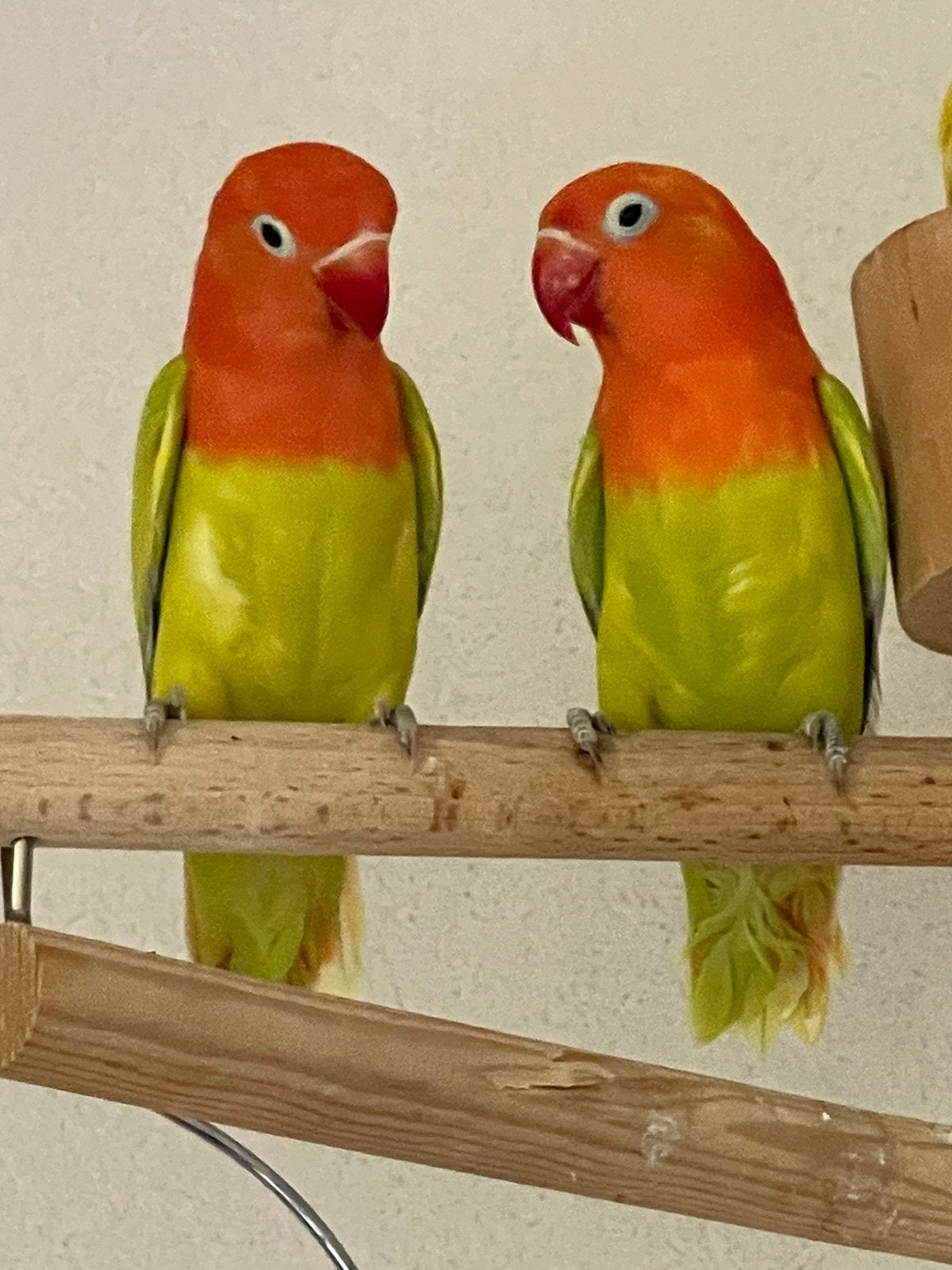 Lieve Agapornis Dwergpapegaai Lovebird Handtam, Meerdere dieren, Dwergpapegaai of Agapornis, Tam