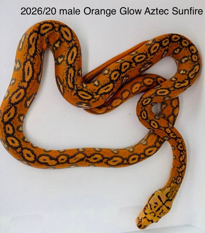 Nakweek Python Reticulatus Reticulated Python photo 14