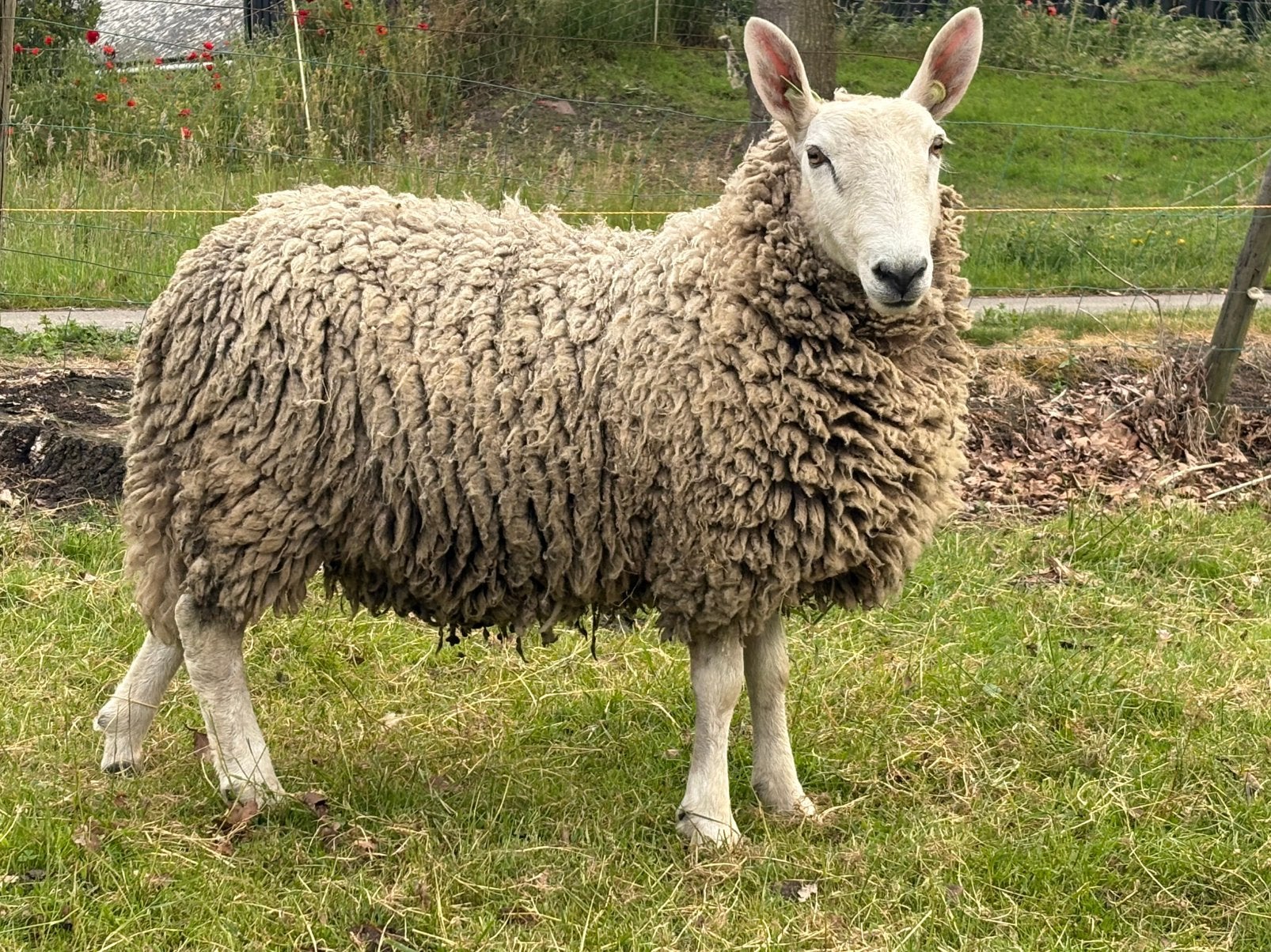 Border Leicester ram, Mannelijk, Schaap