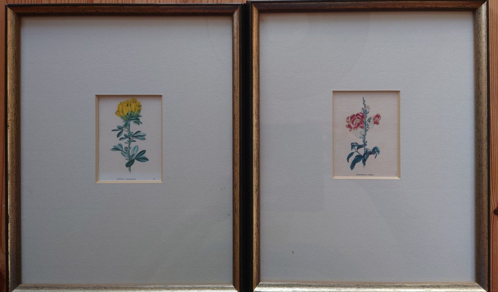 Bloemen gravures Maund Botanic Garden, Ophalen of Verzenden
