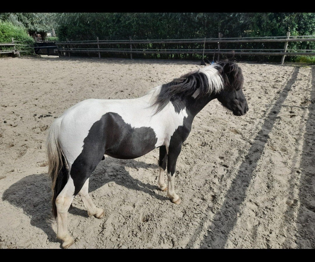 Aspc pony's /minipaarden, Dieren en Toebehoren, Met stamboom, A pony (tot 1.17m), 3 tot 6 jaar, Meerdere dieren