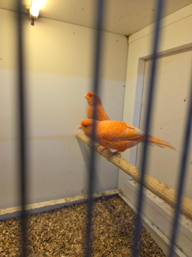 Roodschimmel poppen, Dieren en Toebehoren, Vogels | Kanaries, Vrouwelijk, Kleurkanarie