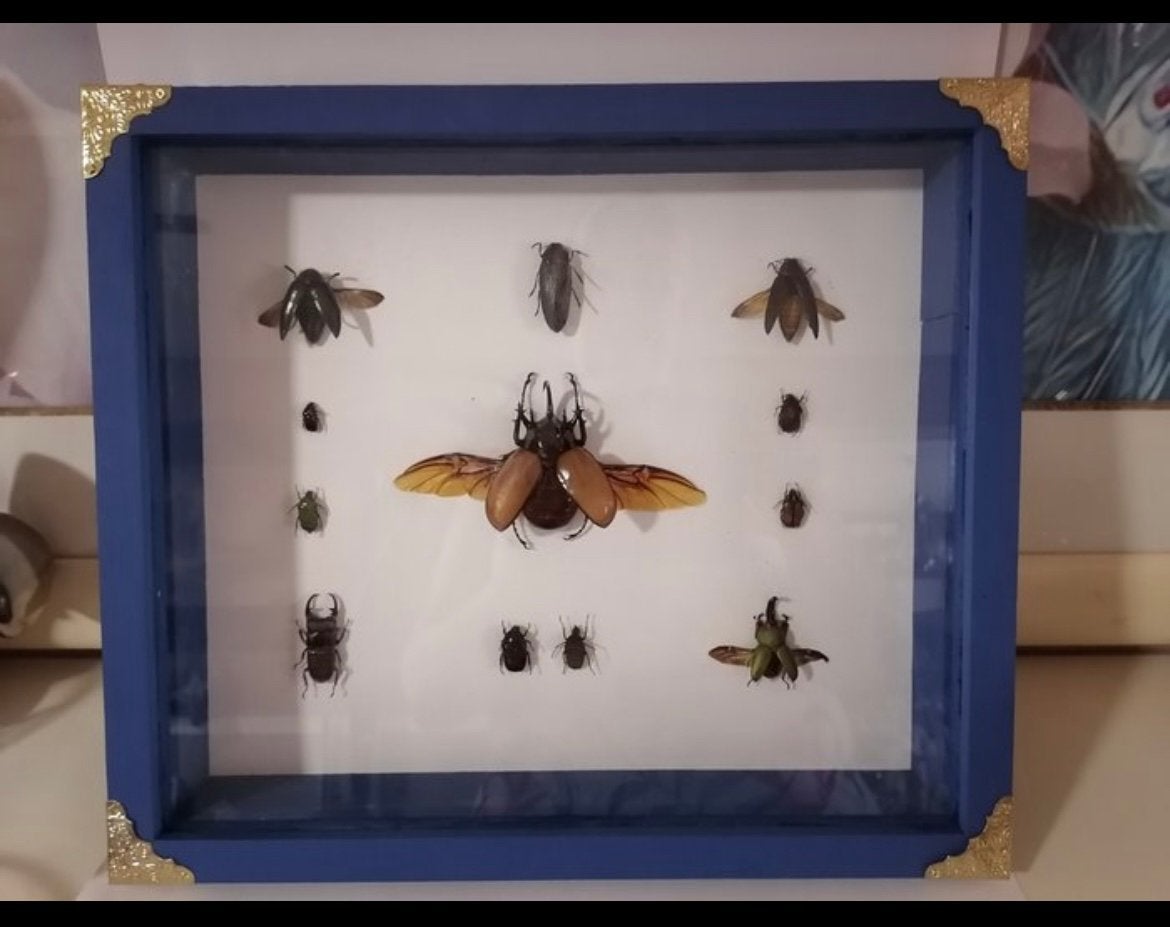 Taxidermie kevers 2x, Ophalen of Verzenden, Zo goed als nieuw, Paard, Beeldje of Figuurtje