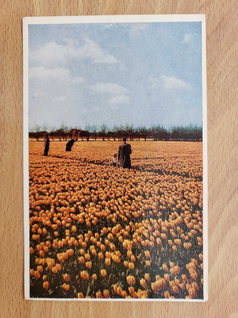 ansicht LIMMEN Tulpenvelden, Ophalen of Verzenden, Voor 1920, Noord-Holland