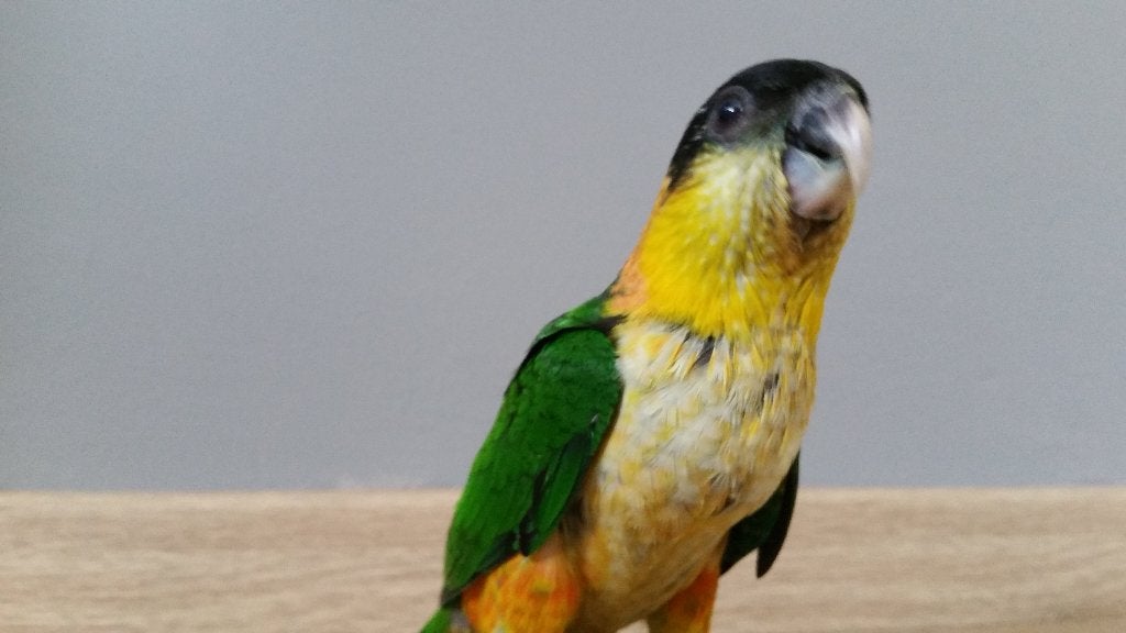 tamme jonge zwartkop caique, Dieren en Toebehoren, Vogels | Parkieten en Papegaaien, Vrouwelijk, Papegaai, Geringd