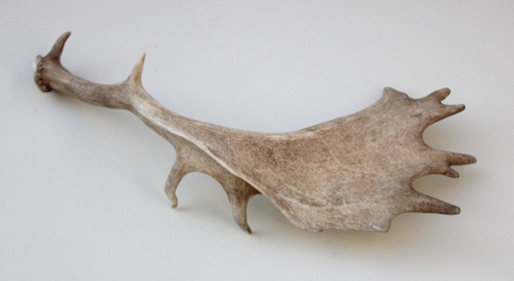 Grote DAMHERT GEWEI AFWERP STANG - 68 cm - ref. bru7, Verzamelen, Ophalen of Verzenden, Gebruikt, Hert, Gewei of Kop