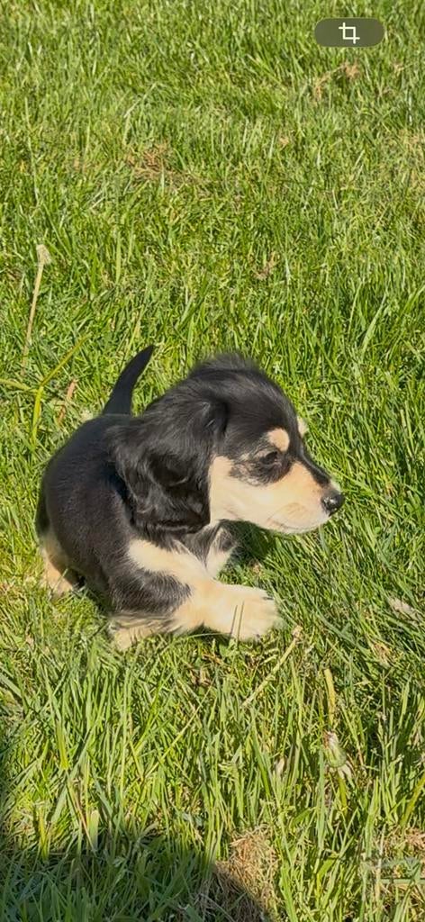 Prachtige Black & Cream Kaninchen Teckel Langhaar Reu 🖤🤎, Kaninchen, Parvo, Reu, 8 tot 15 weken