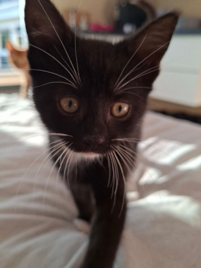 Kittens 9w oud, Meerdere dieren, Kortharig, 0 tot 2 jaar
