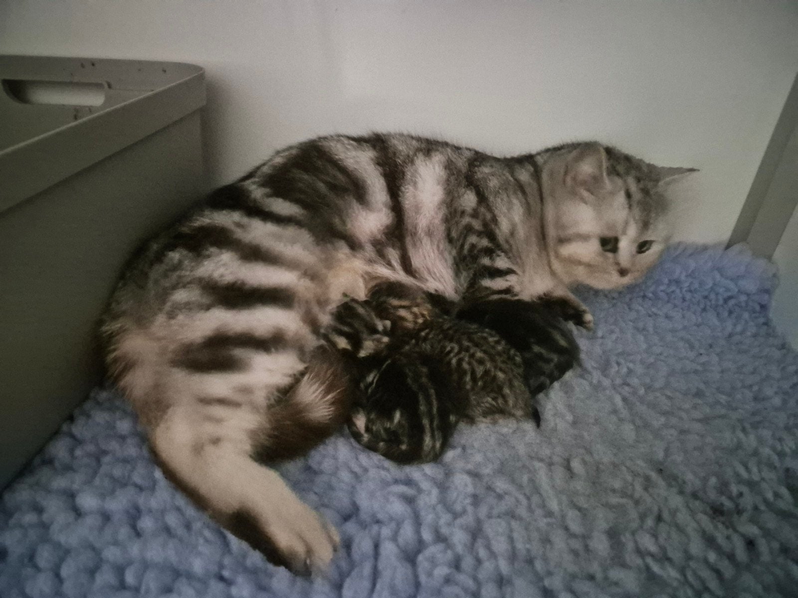 Lieve britse korthaar silver black tabby poes te koop, Poes, Gechipt, 0 tot 2 jaar