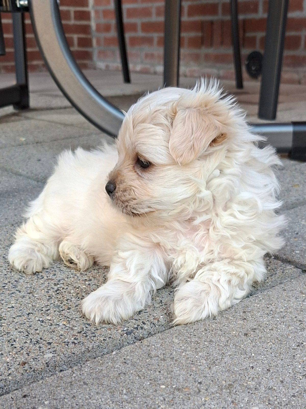 1 Zandkleurige Boomer puppy, Dieren en Toebehoren, 8 tot 15 weken, Meerdere, Nederland, Particulier