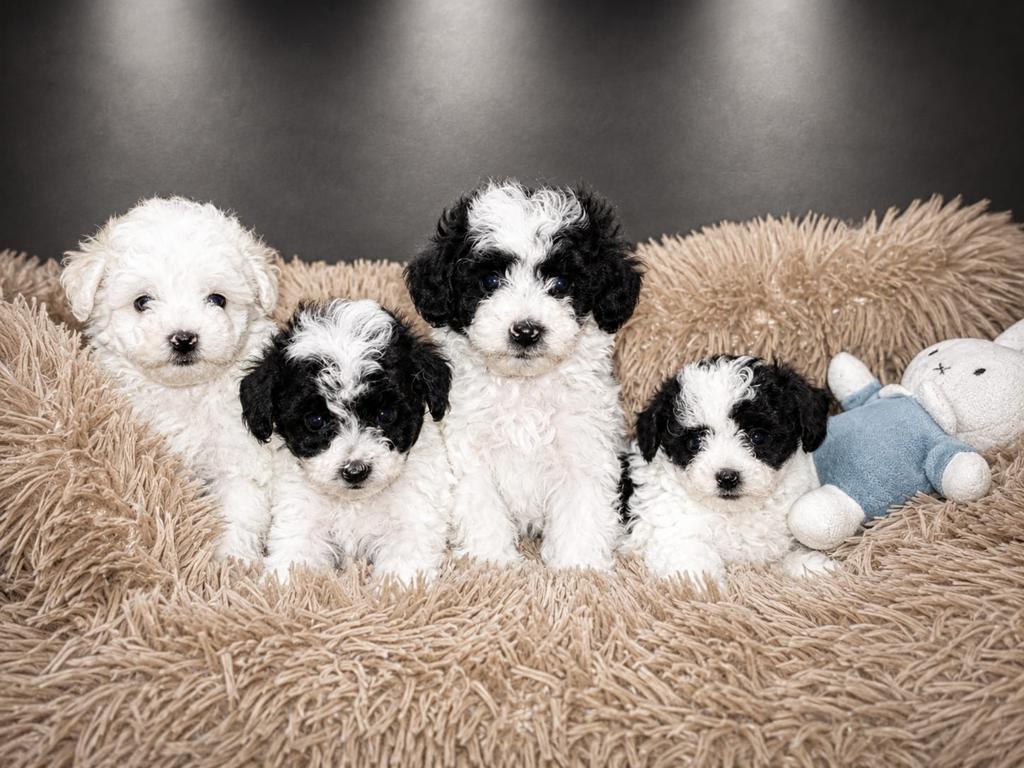 Schattige Poochon pups (Bichon Frisee x toypoedel), Dieren en Toebehoren, Poedel, Parvo, 8 tot 15 weken, Meerdere