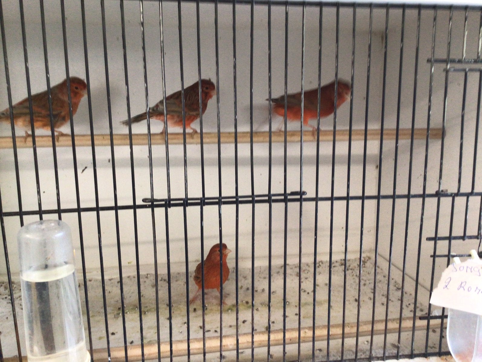 Kooien en vogels aangebooden, Dieren en Toebehoren, Meerdere dieren, Kleurkanarie