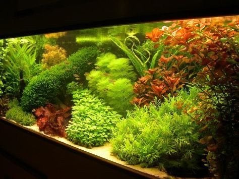 Gezocht: Aquariumplanten, Ophalen of Verzenden, Zo goed als nieuw, Plant(en), Steen of Hout