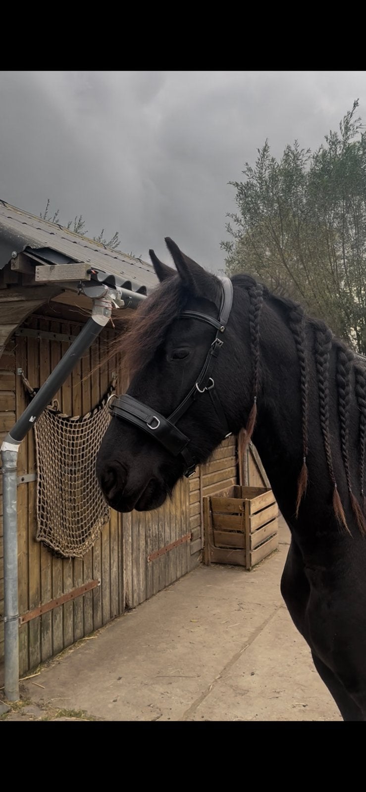 Anatomisch Lere kaptoom halster/hoofdstel, Ophalen, Nieuw, Halster, Full