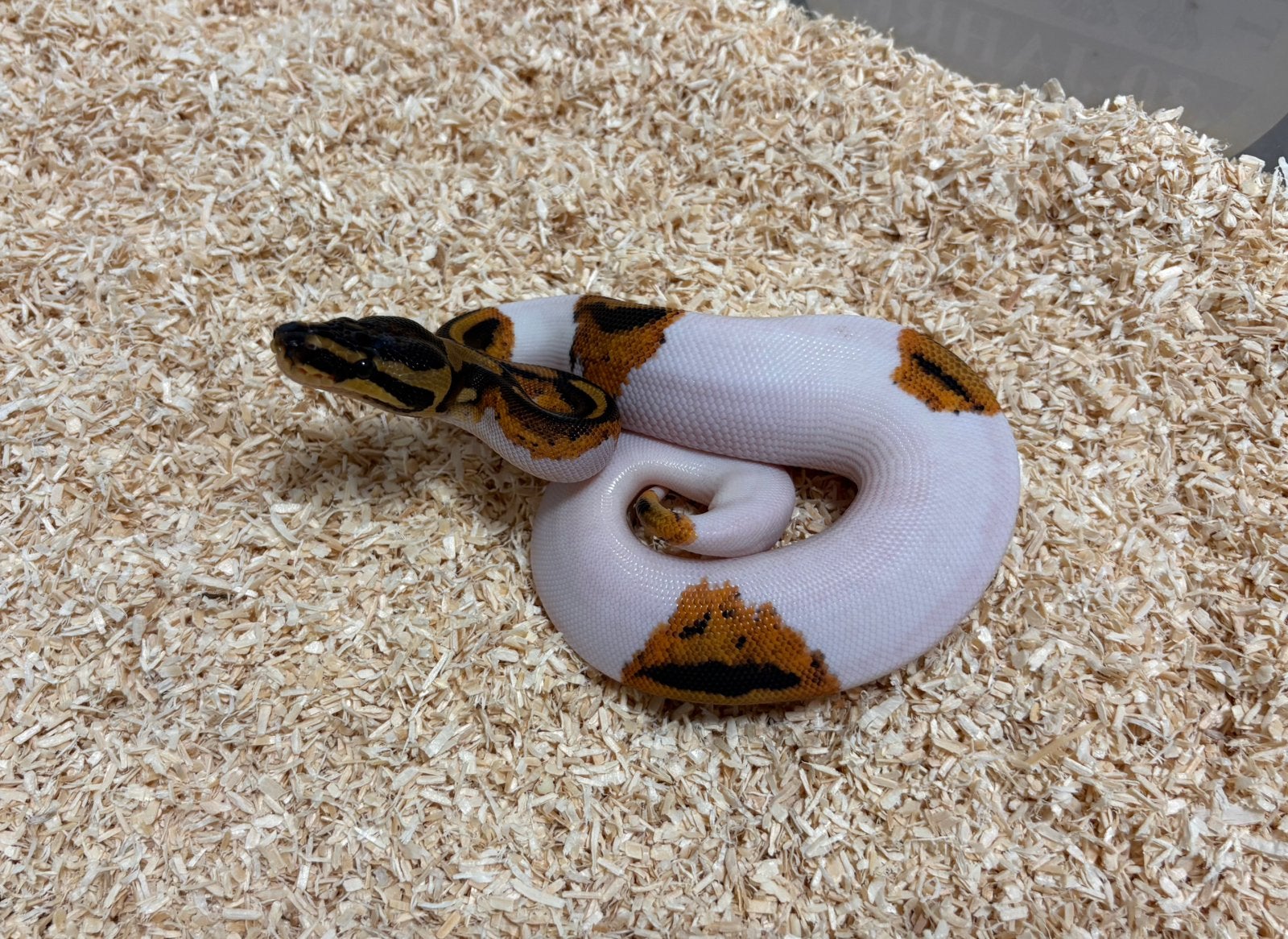 0.1 Yellowbelly Pied ball python regius te koop Ball Python - male for sale from RPM