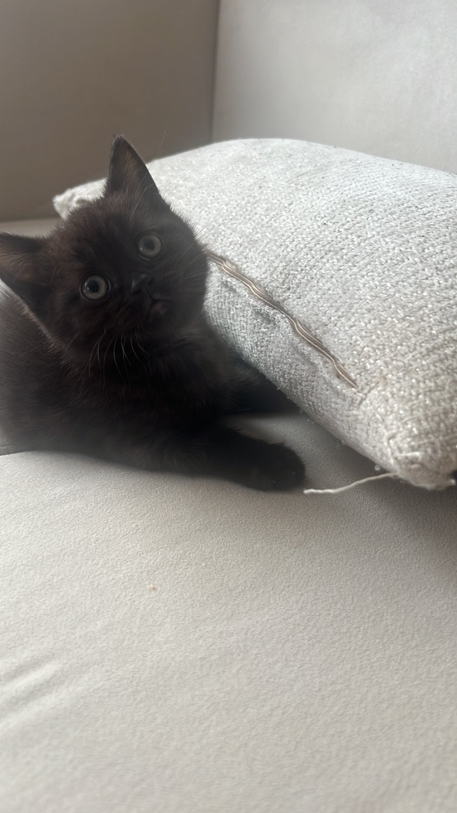 Britse korthaar kitten, Ontwormd