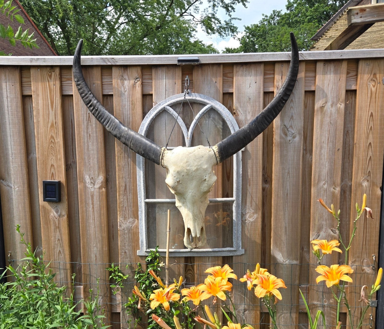 XXXL echte grote schedel Waterbuffel Taxidermie Skull, Ophalen of Verzenden, Wild dier, Schedel
