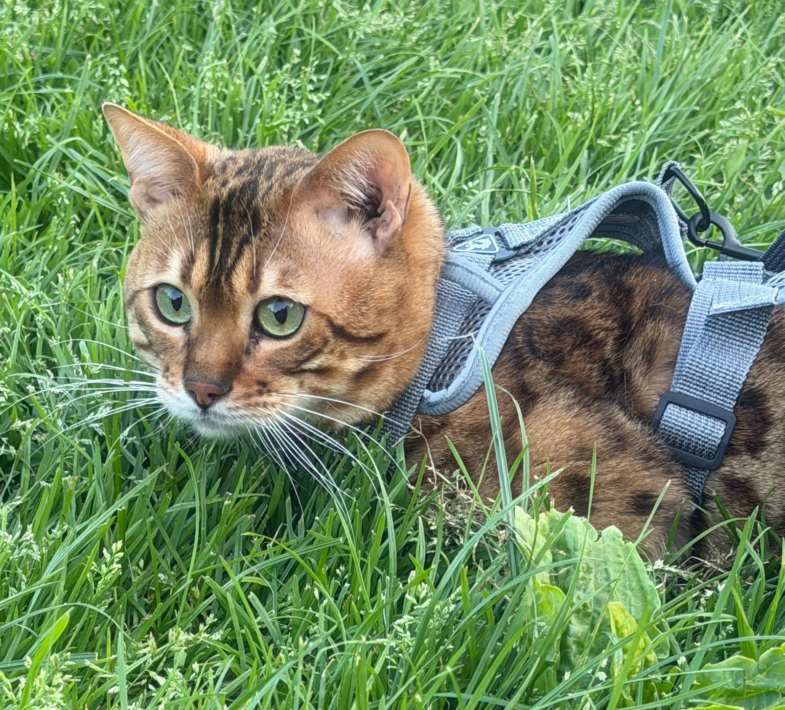 Bengaal kater & kitten !LEES OMSCHRIJVING!, Dieren en Toebehoren, Katten en Kittens | Raskatten | Korthaar, Kater, Gechipt
