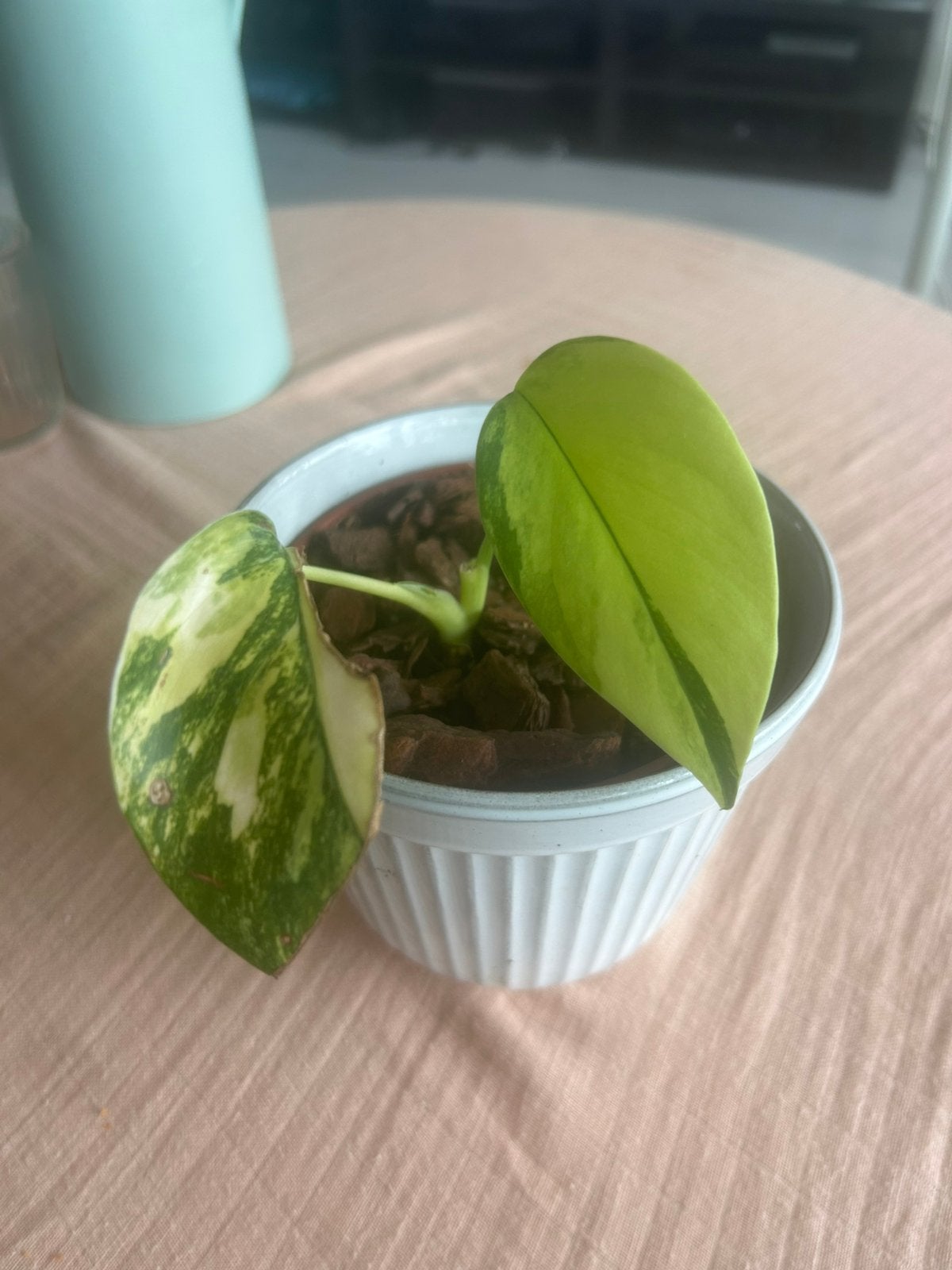 Monstera aurea yellow variegata, Huis en Inrichting, Kamerplanten, Overige soorten, In pot, Minder dan 100 cm, Groene kamerplant