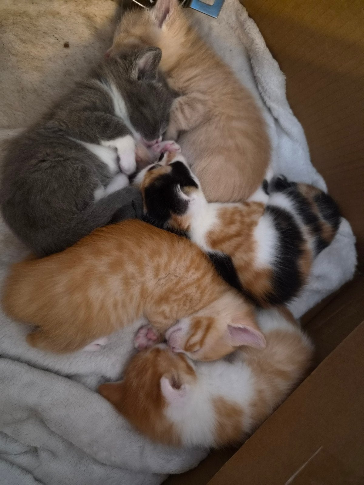 5 half ragdoll mix met Europese korthaar, Dieren en Toebehoren
