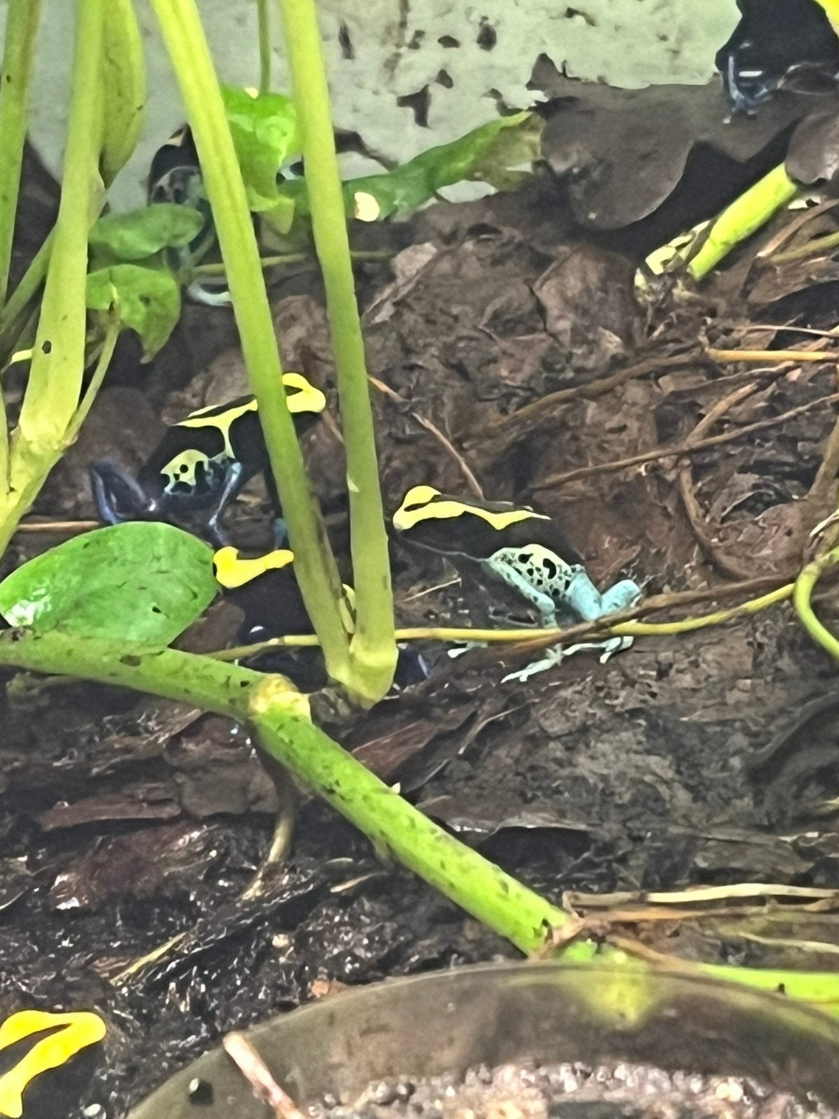 Dendrobates tinctorius grijspoot., Dieren en Toebehoren, Amfibie, 0 tot 2 jaar