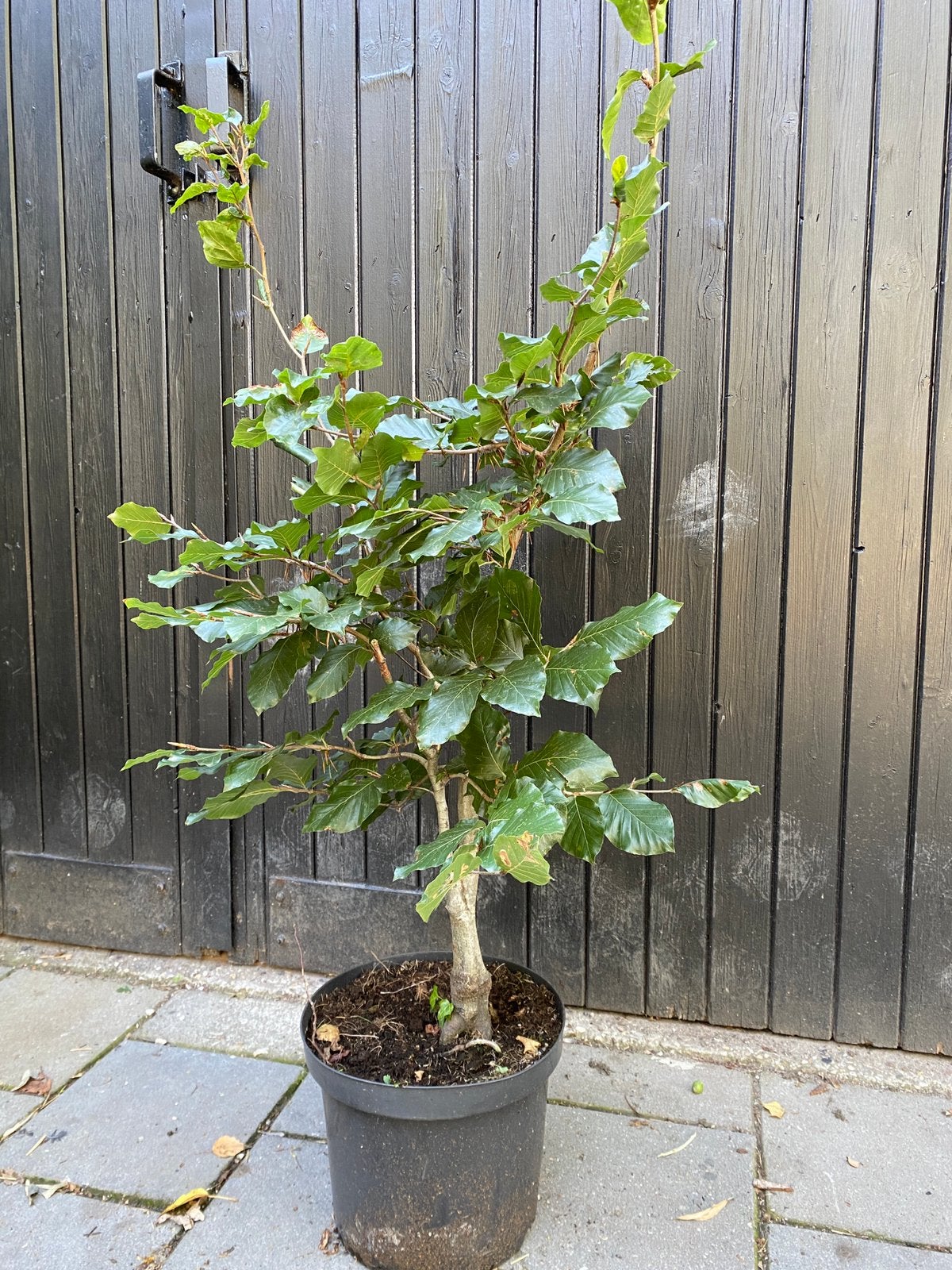 Fagus sylvatica. Groene beuk in pot, Bloeit niet, Halfschaduw, Overige soorten, Ophalen