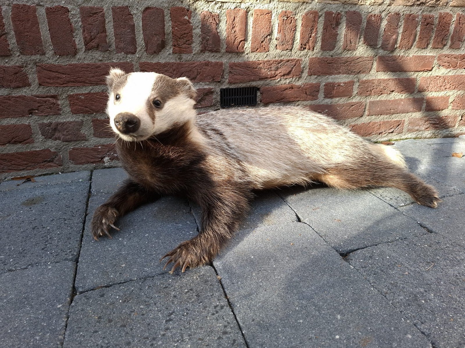 opgezette oude das taxidermy schedel hert gewei curiosa, Verzamelen, Ophalen, Wild dier, Opgezet dier