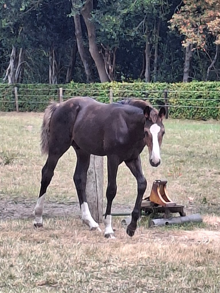 hengstveulen Tattoo TN x Plot Blue, Springpaard, Minder dan 160 cm, Met stamboom, Niet van toepassing