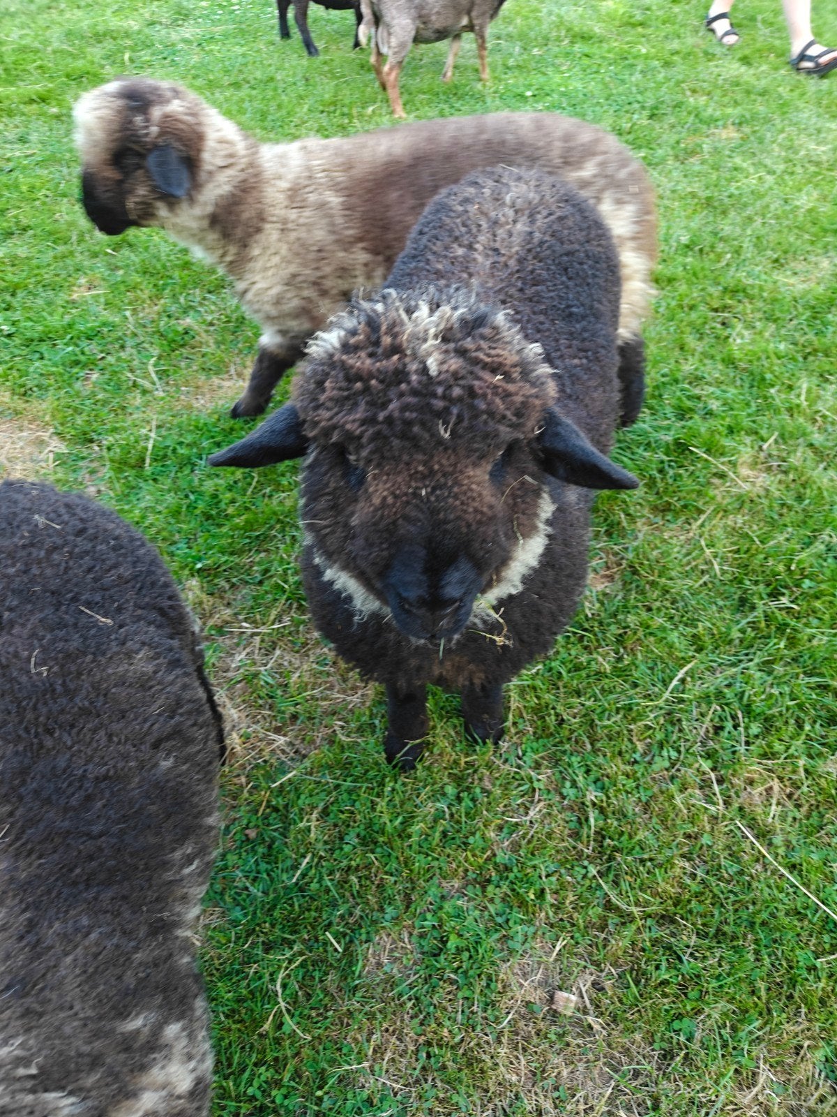 Hampshire down x Wallister Schwarznase ram lam, Mannelijk, Schaap
