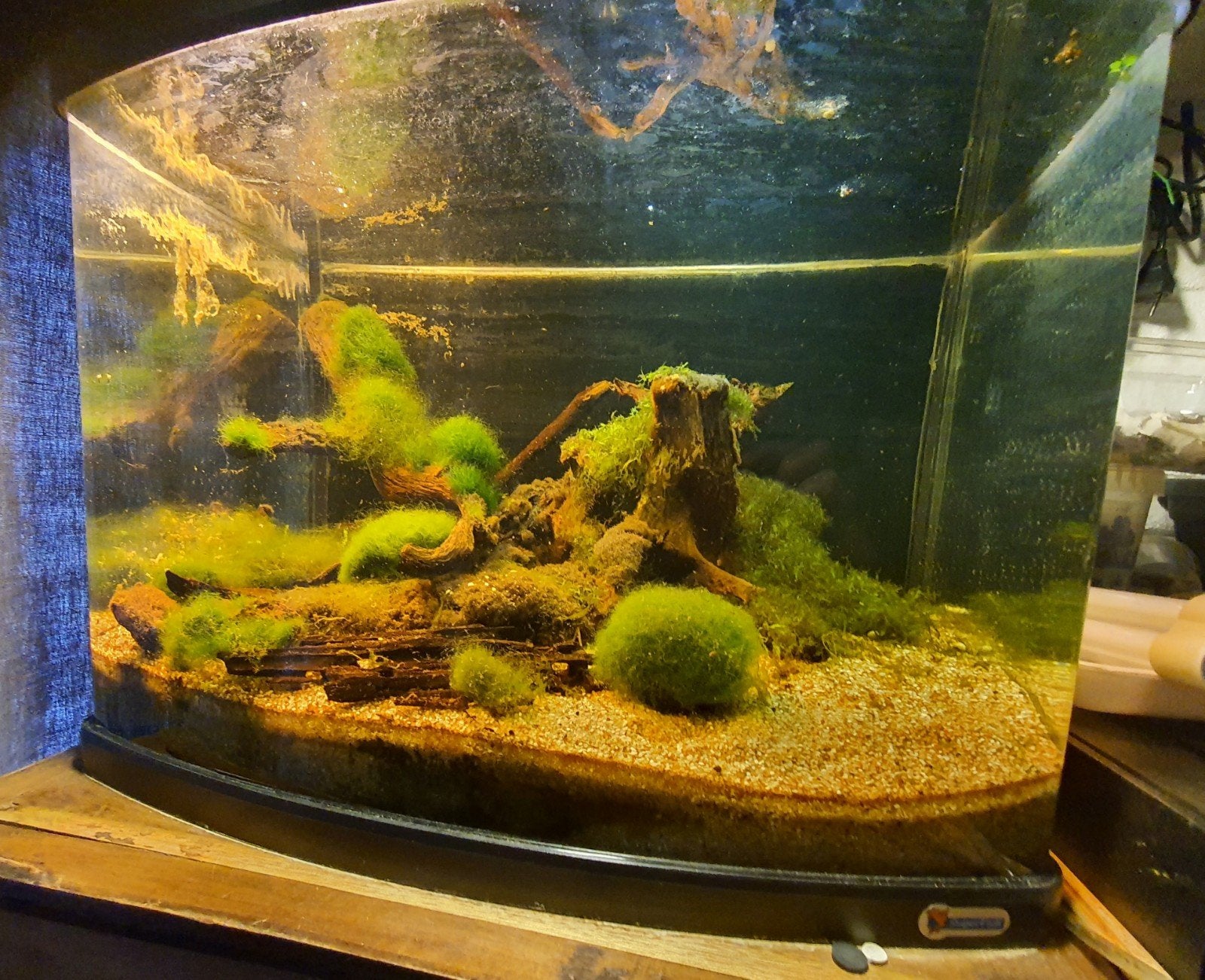 Panorama 60 black superfish aquarium met inhoud, Dieren en Toebehoren, Ophalen, Gevuld zoetwateraquarium
