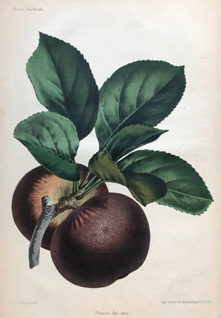 A Riocreux Antieke Botanische prent Api Noir Zwarte Appel, Antiek en Kunst, 1800 - 1899, Ophalen of Verzenden, Origineel, Flora en Fauna