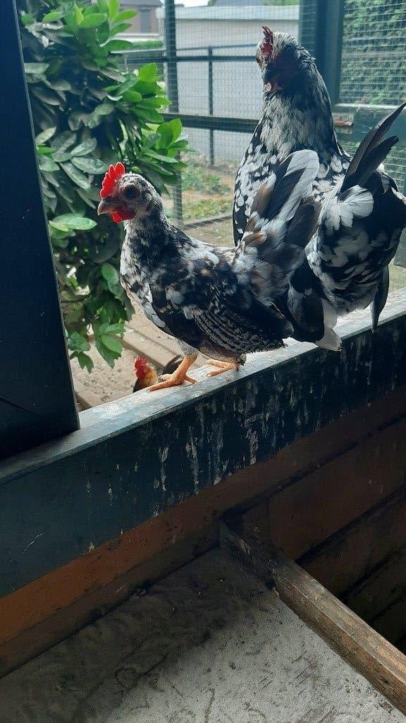 serama haantjes, Dieren en Toebehoren, Pluimvee, Mannelijk, Kip