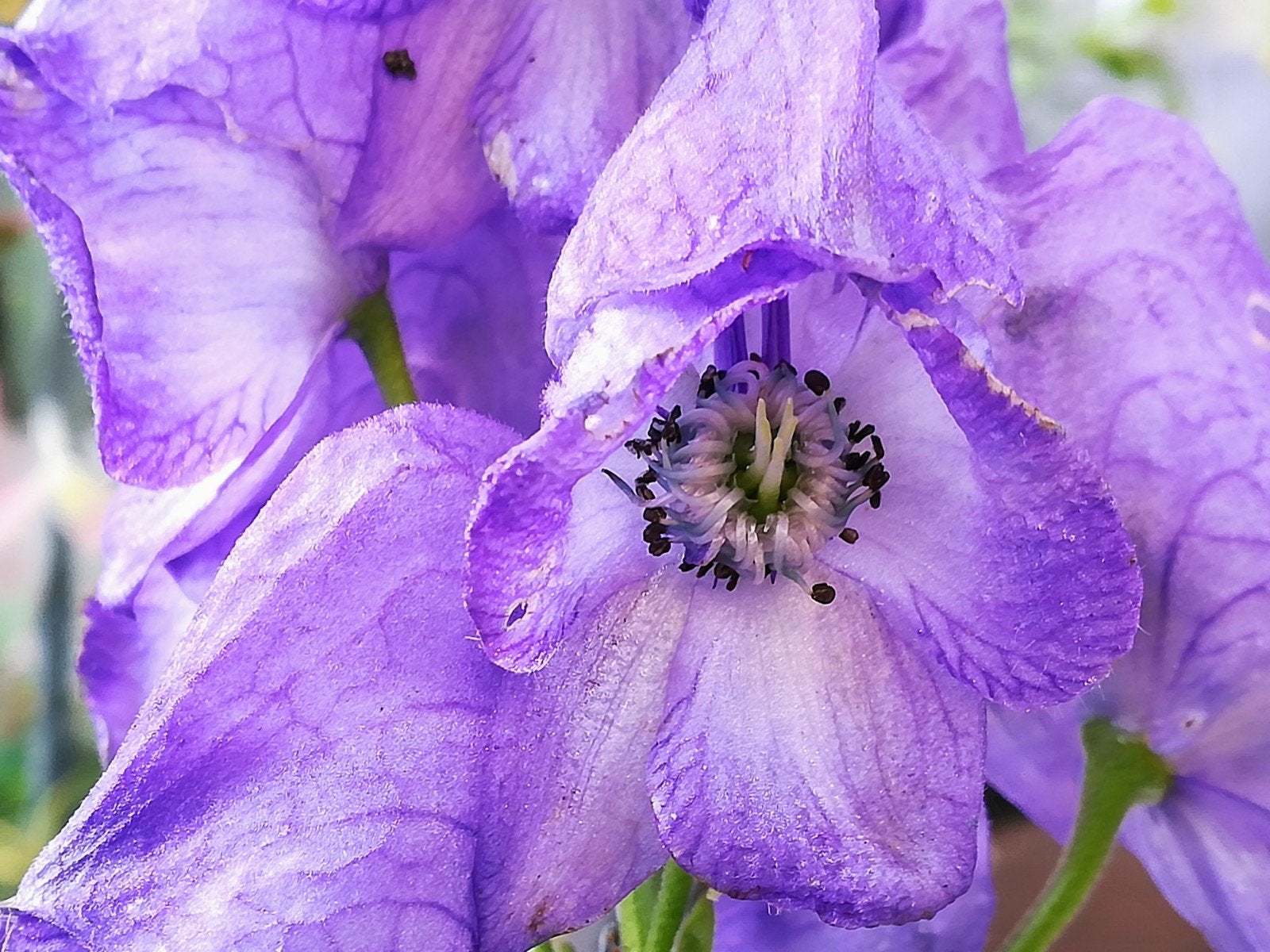 Monnikskap zaden, Aconitum Napellus, Verzenden, Volle zon