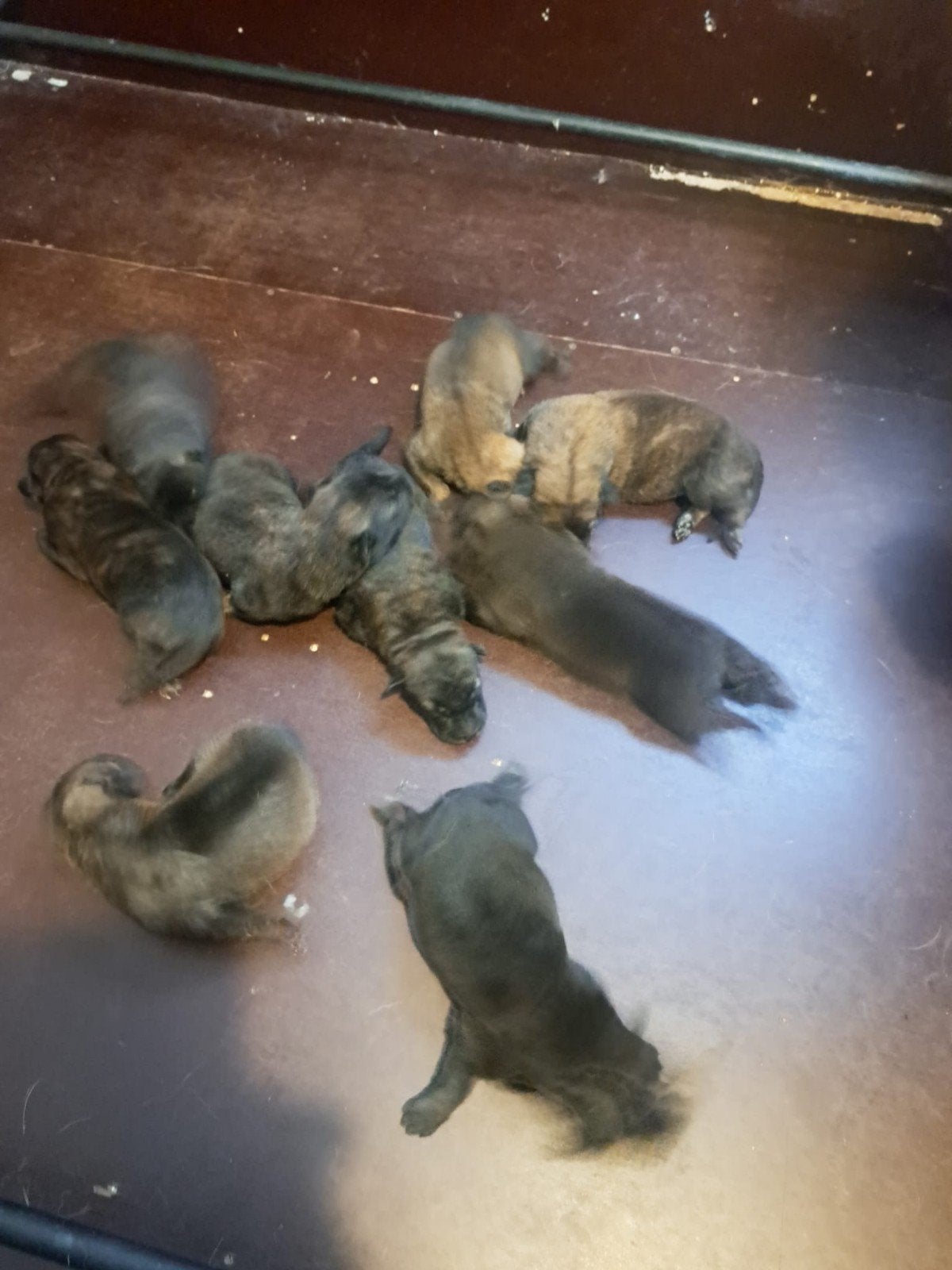 Super mooie mechelse x Hollandse herder pups uit toplijnen, Parvo, 8 tot 15 weken, Meerdere, Meerdere dieren