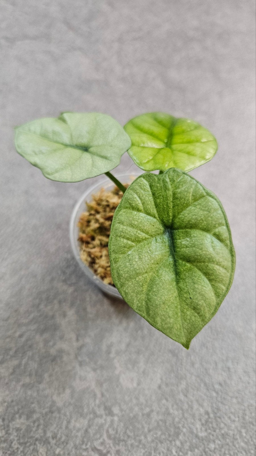 Alocasia Sinuata Mint/GoG Variegata, Ophalen of Verzenden, Halfschaduw, Minder dan 100 cm