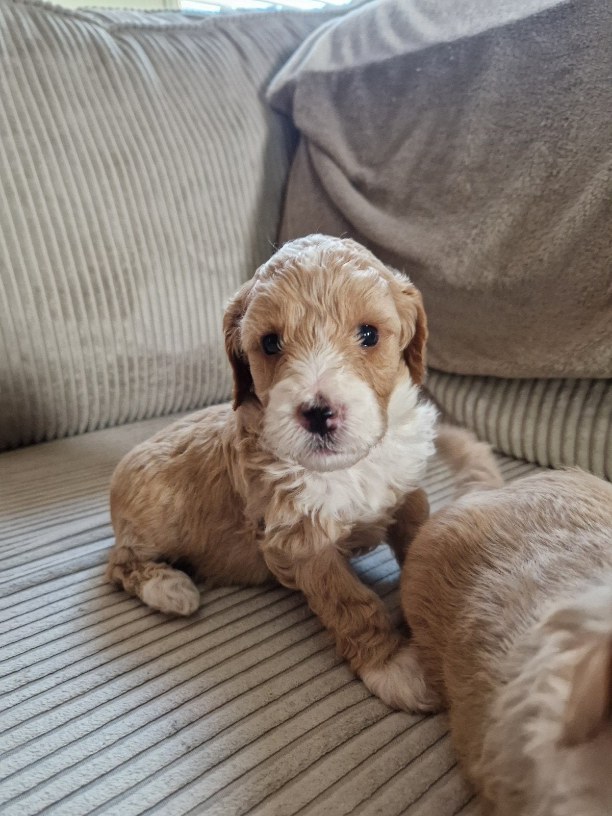 Mini Labradoodle pups, Dieren en Toebehoren, Honden | Niet-rashonden, 1 tot 2 jaar, Meerdere, Meerdere dieren, Nederland