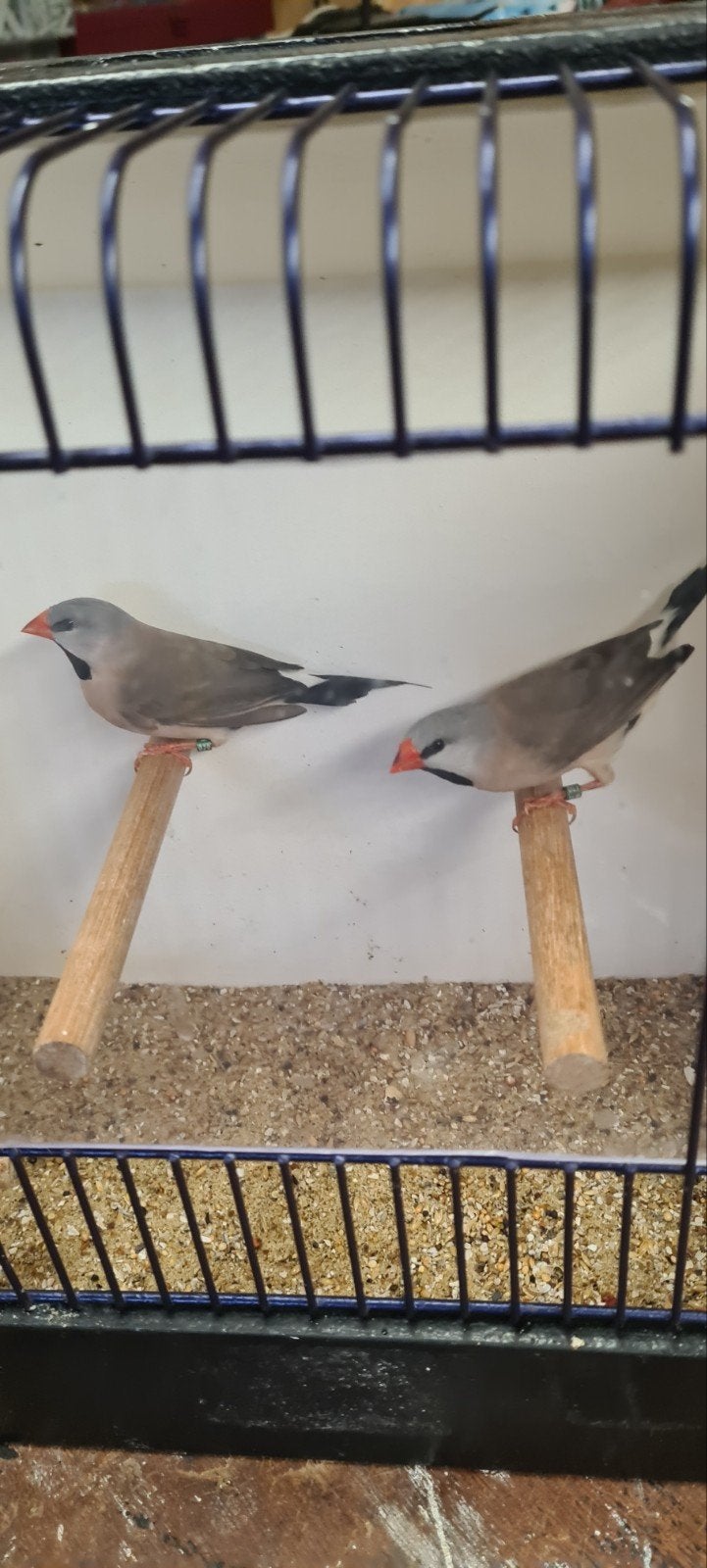 spitsstaardamadine, Geslacht onbekend, Tropenvogel, Geringd