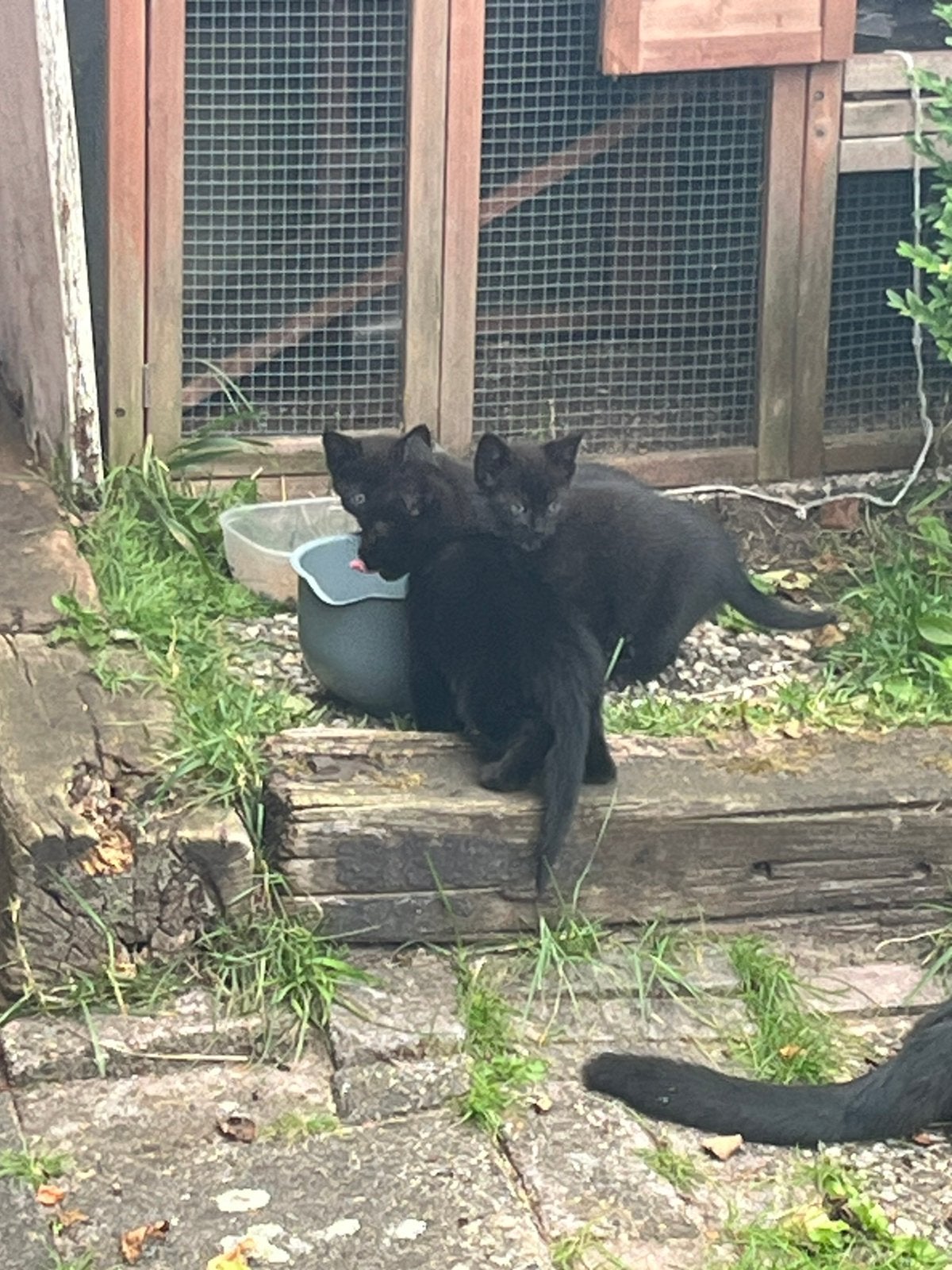 Kittens, Meerdere dieren, 0 tot 2 jaar