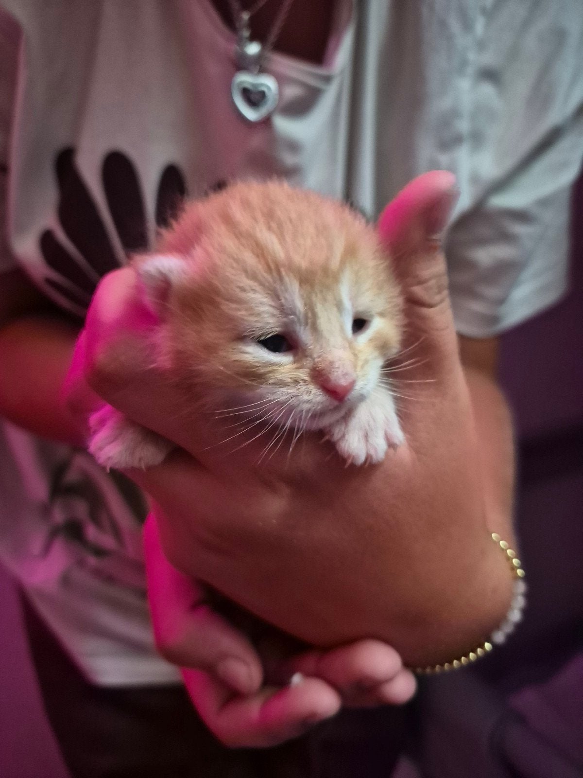 5 prachtige Maine Coon-kruising kittens, Dieren en Toebehoren, Geslacht onbekend, Langharig, 0 tot 2 jaar