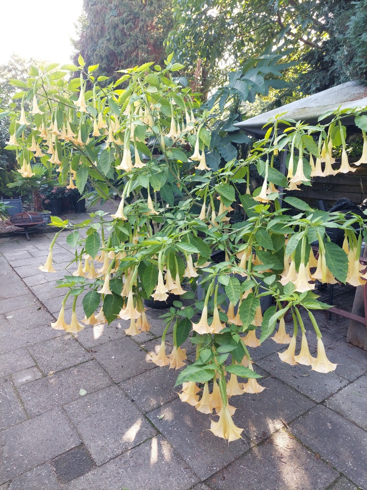 Brugmansia's (Engelentrompet) inclusief pot, Overige soorten, Volle zon, Vaste plant, Ophalen of Verzenden