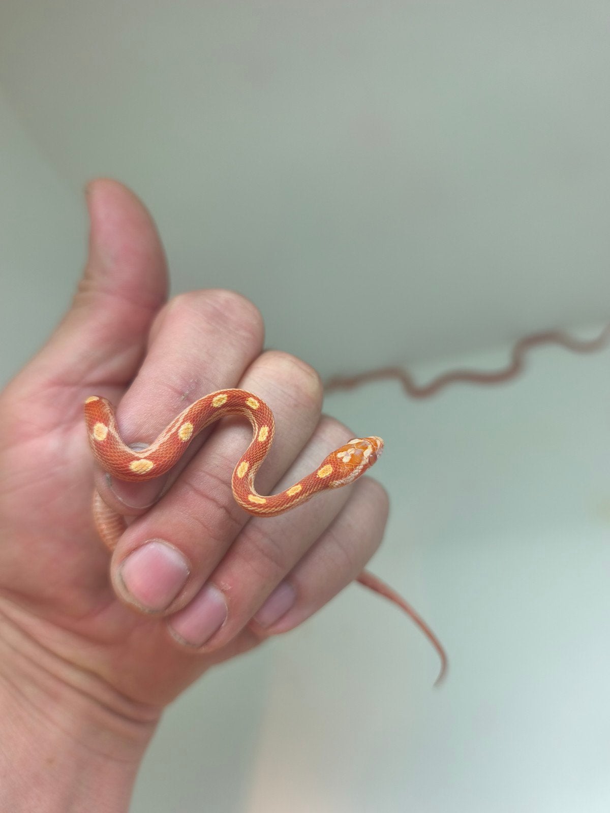 Jonge korenslangen te koop – diverse kleuren/patronen – eten Corn Snake photo 8