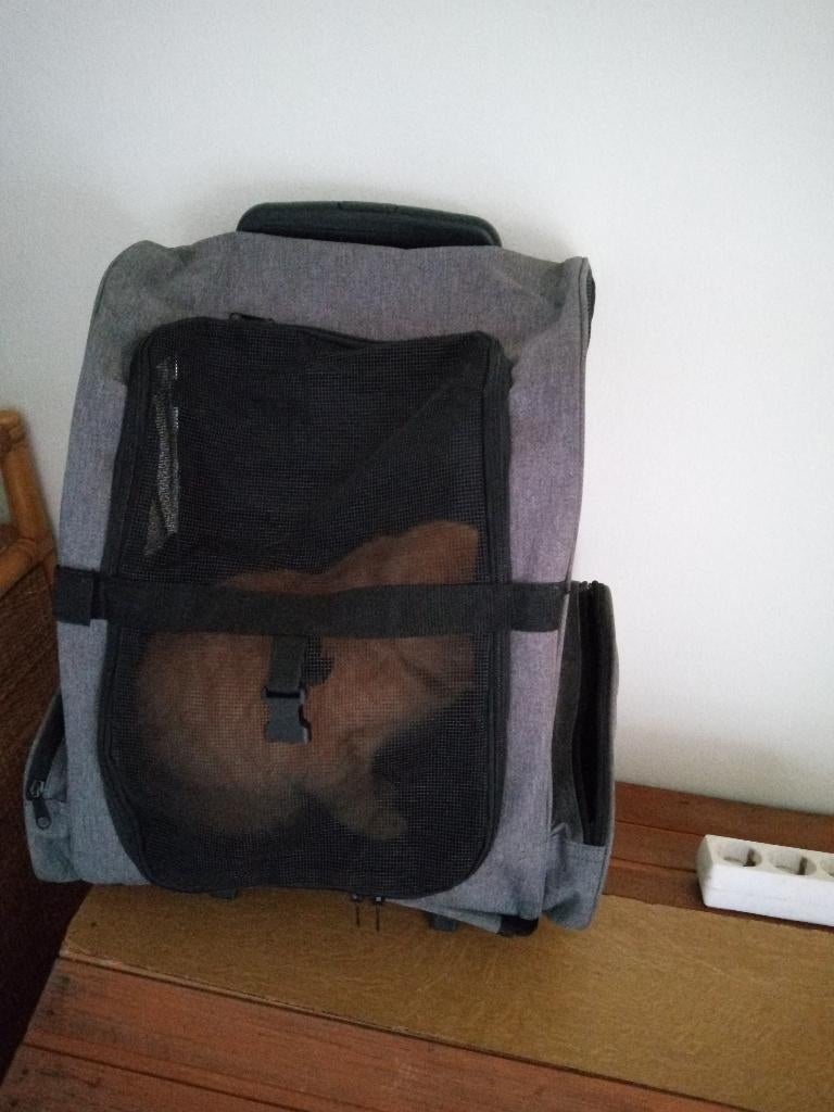 Trolley Rugzak voor de kat, Ophalen, Nieuw