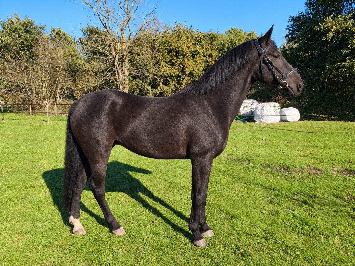 🐎zeer knappe merrie📏1.55 werkwillig 4 jaar topbraaf️🥰, Zadelmak, 3 tot 6 jaar, Gechipt, Merrie