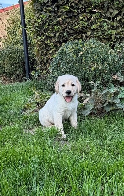 Mooie Labrador pups, Parvo, België, Fokker | Hobbymatig, 8 tot 15 weken