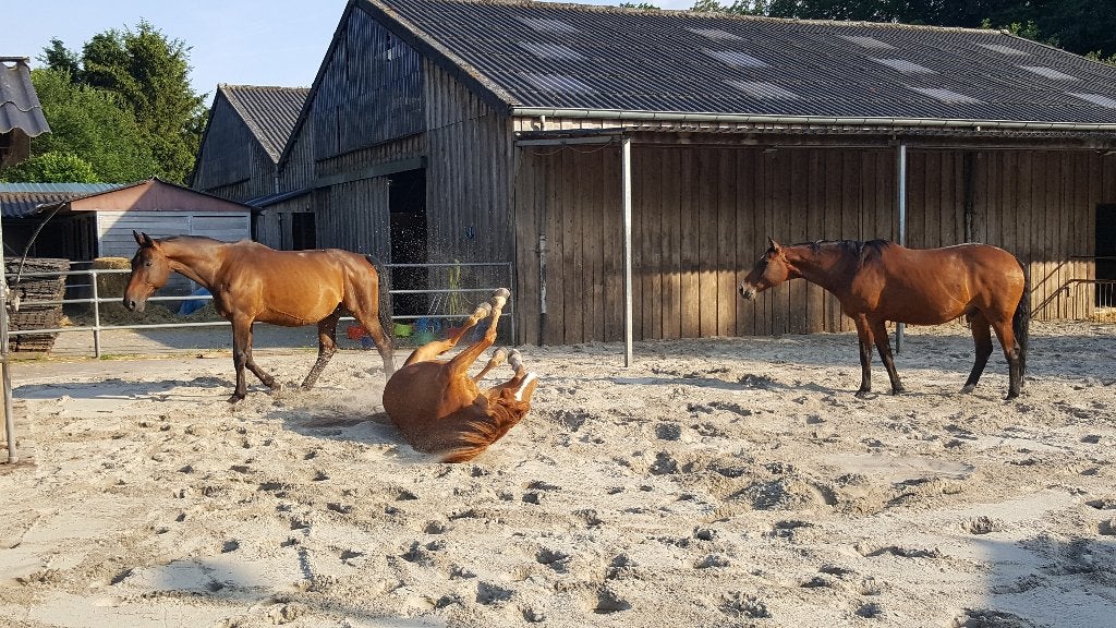 Nieuw begin bij Stal de Wilg! Stalling voor introductieprijs, Dieren en Toebehoren, Stalling en Weidegang, Weidegang, 4 paarden of pony's of meer