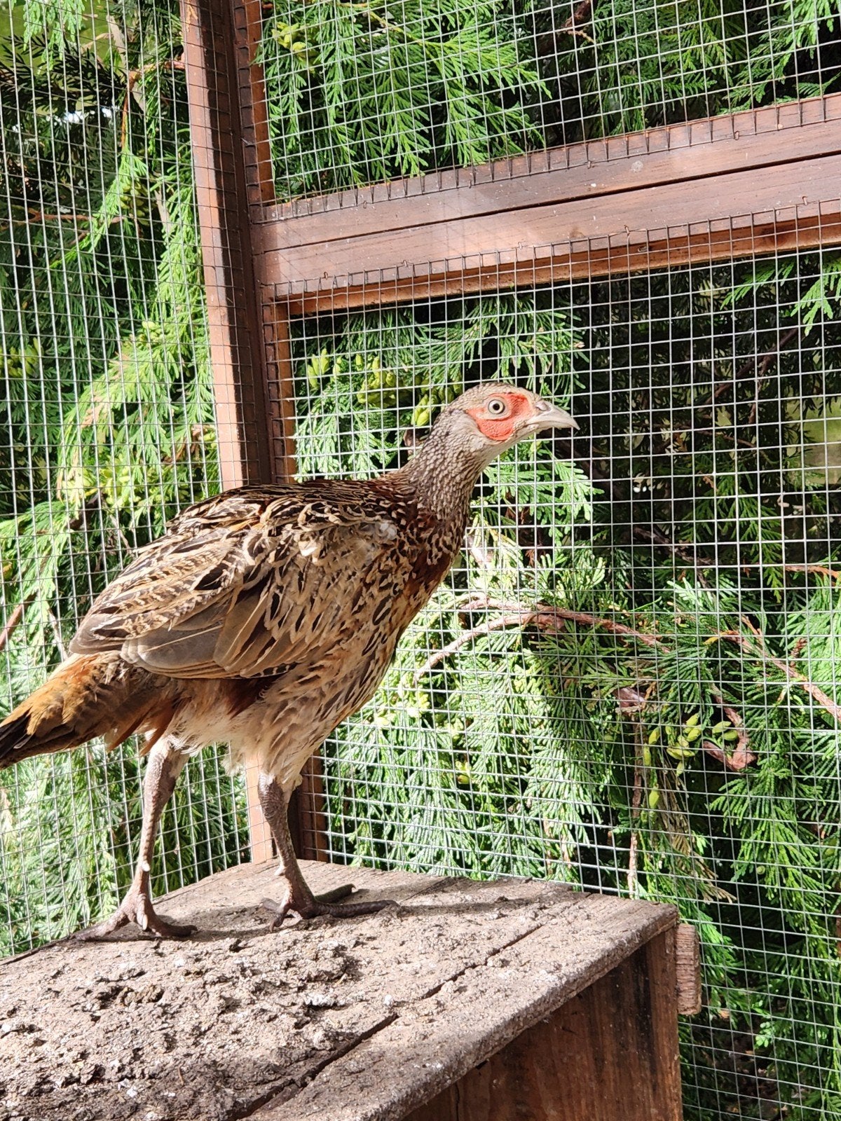 Bosfazant mannetjes, Dieren en Toebehoren, Pluimvee, Mannelijk, Overige soorten